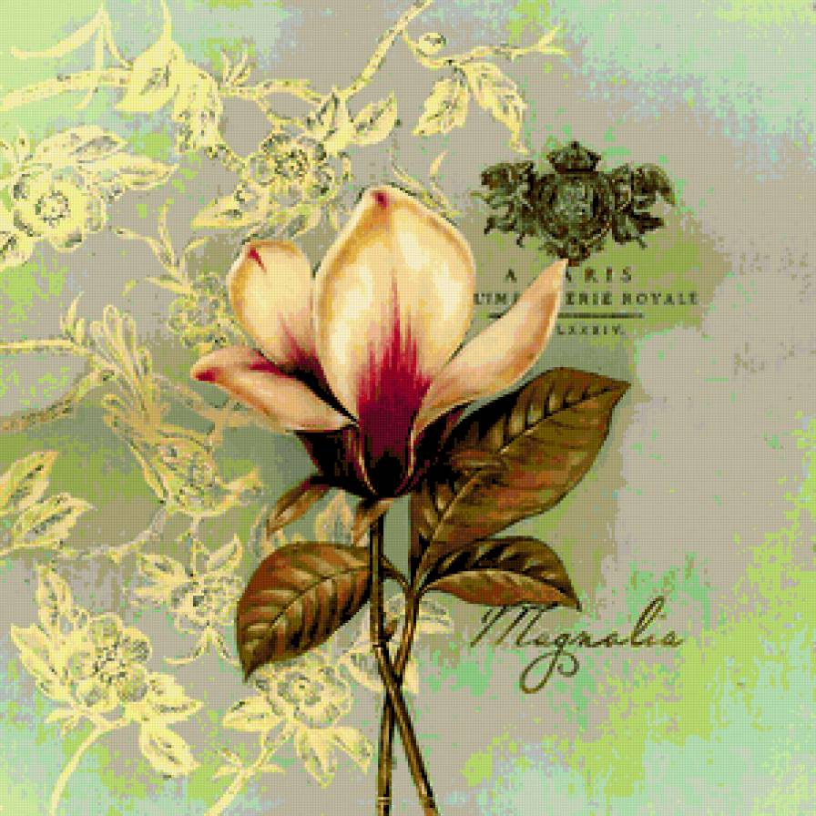 Магнолия. - магнолия., цветы - предпросмотр