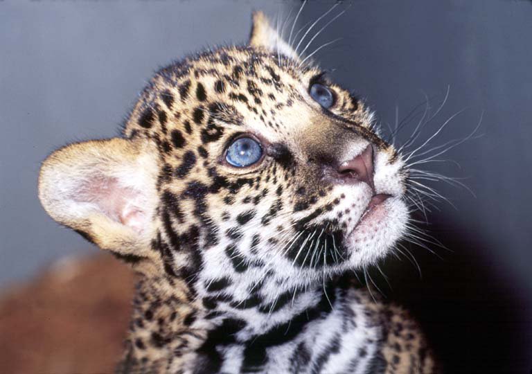 дикие кошки. ягуар - фауна, животные, кошки, природа, хищники - оригинал