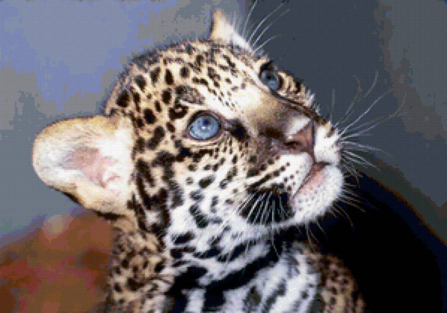 дикие кошки. ягуар - животные, хищники, кошки, фауна, природа - предпросмотр