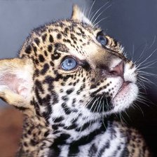 Схема вышивки «дикие кошки. ягуар»