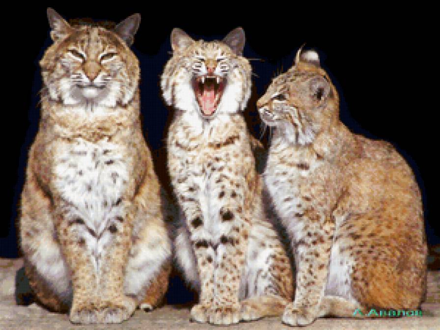 дикие кошки. рыси. трио - хищники, фауна, кошки, животные - предпросмотр