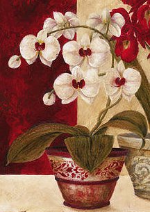 orchidea - оригинал