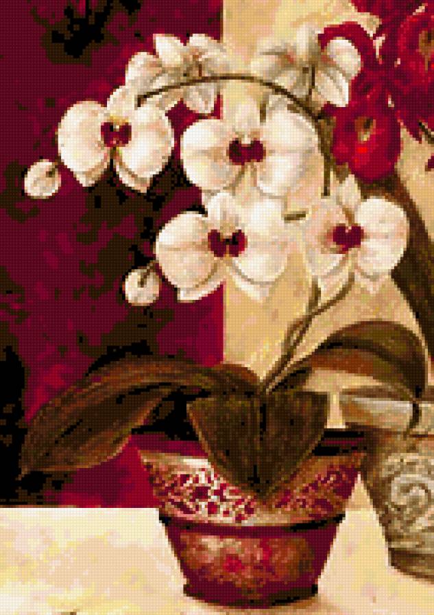 orchidea - предпросмотр