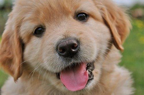 дружок - оригинал