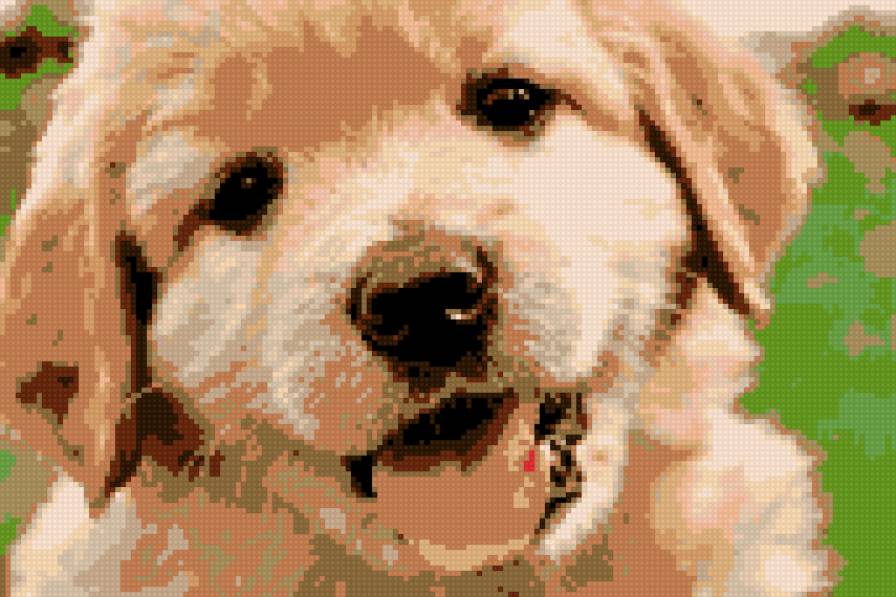 дружок - предпросмотр