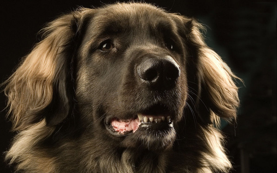 собака - собака - оригинал