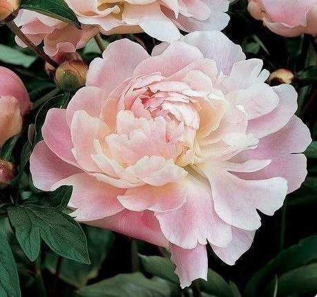 Пион - цветы - оригинал