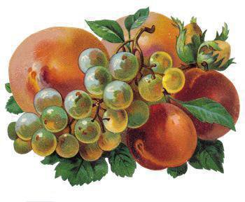 фрукты - оригинал