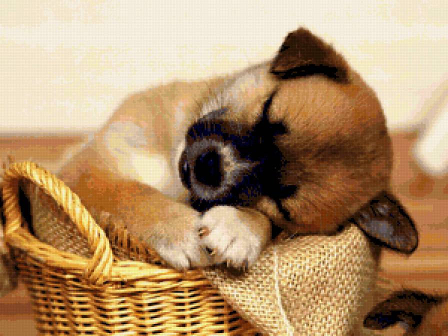 Спящий щенок - щенок, корзина, животные, собаки - предпросмотр