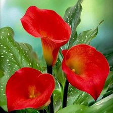 Схема вышивки «Цветы»