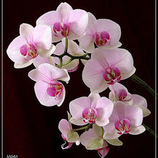 Схема вышивки «орхидея»