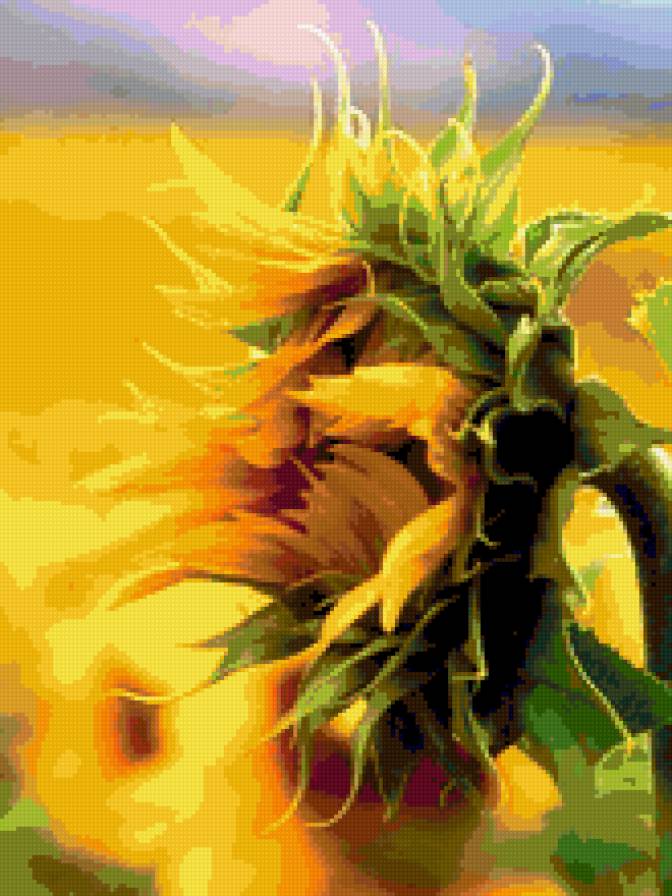 подсолнух - цветы, подсолнух - предпросмотр