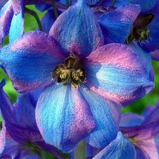 Оригинал схемы вышивки «синие цветы» (№229626)