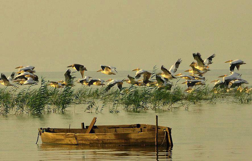 madarak - оригинал