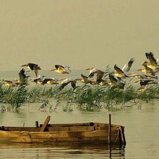 Схема вышивки «madarak»