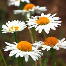 Схема вышивки «ромашки»