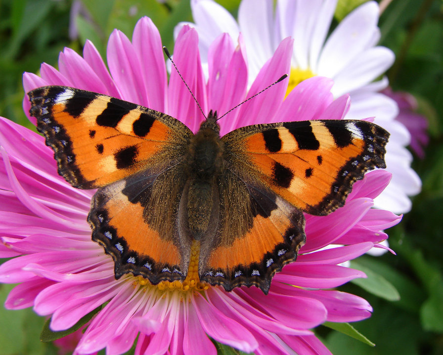 №229832 - оригинал