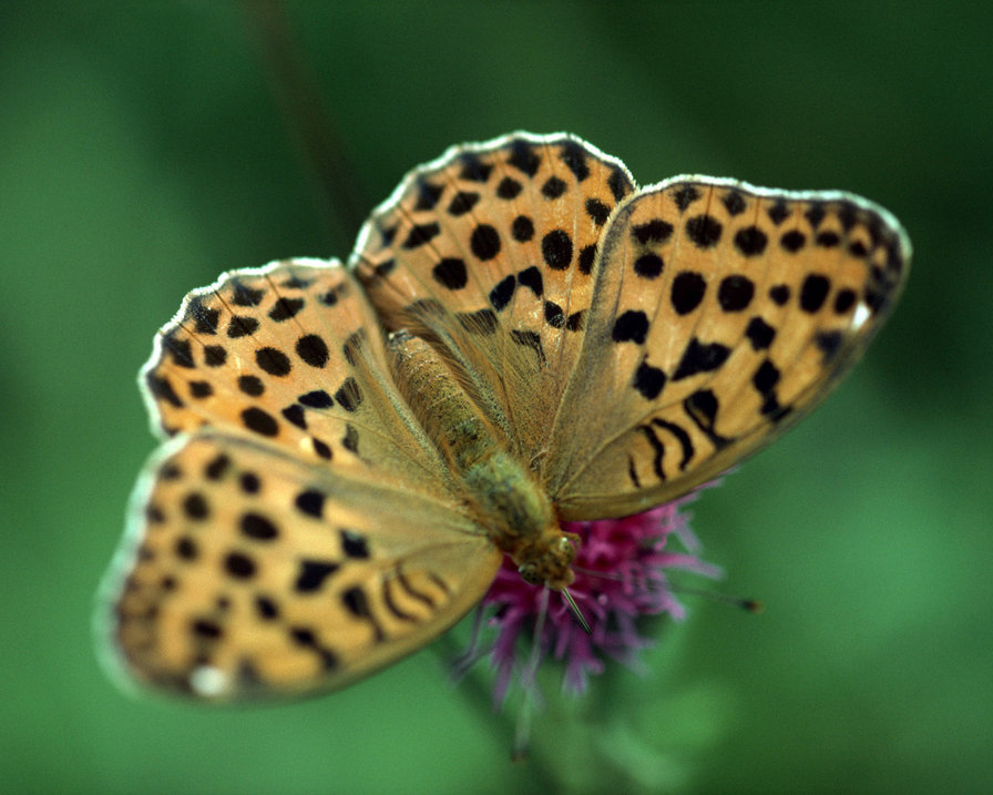 №229836 - оригинал