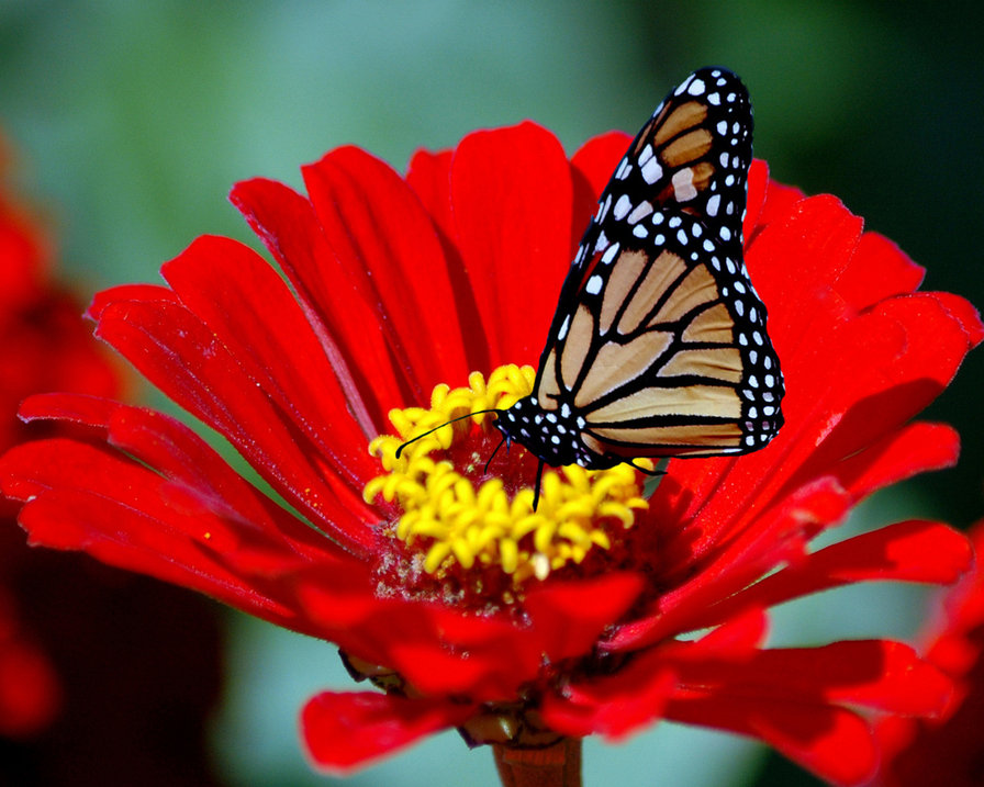 №229838 - оригинал