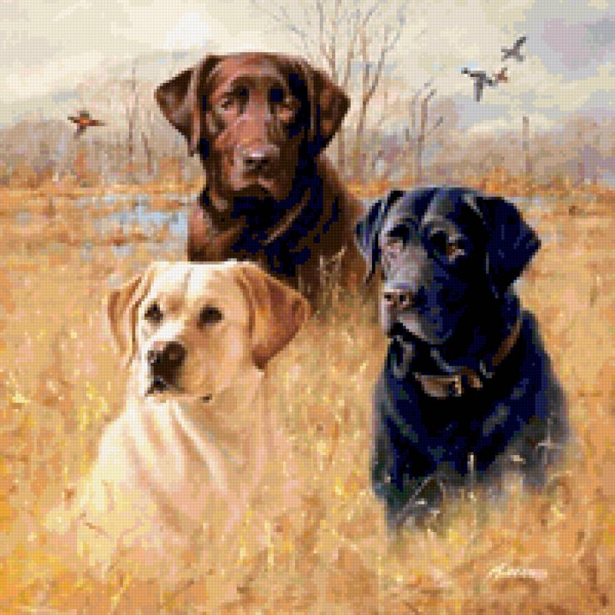 kutyus - предпросмотр