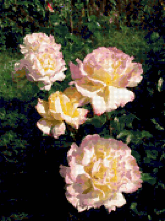 ностальгия - розы, цветы - предпросмотр