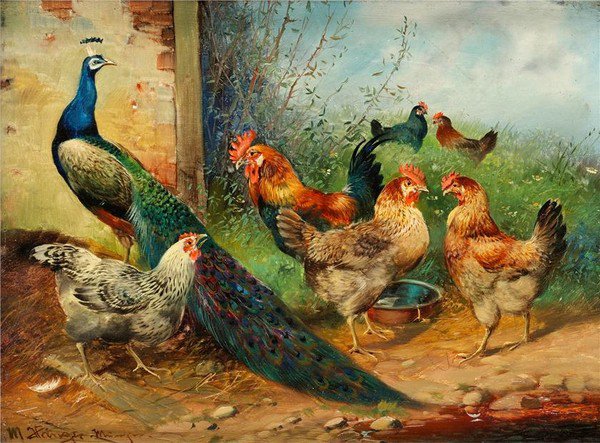 Павлин и курицы - ферма, павлин, деревня, петух, курицы - оригинал