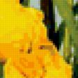Предпросмотр схемы вышивки «Жёлтые ирисы» (№230082)