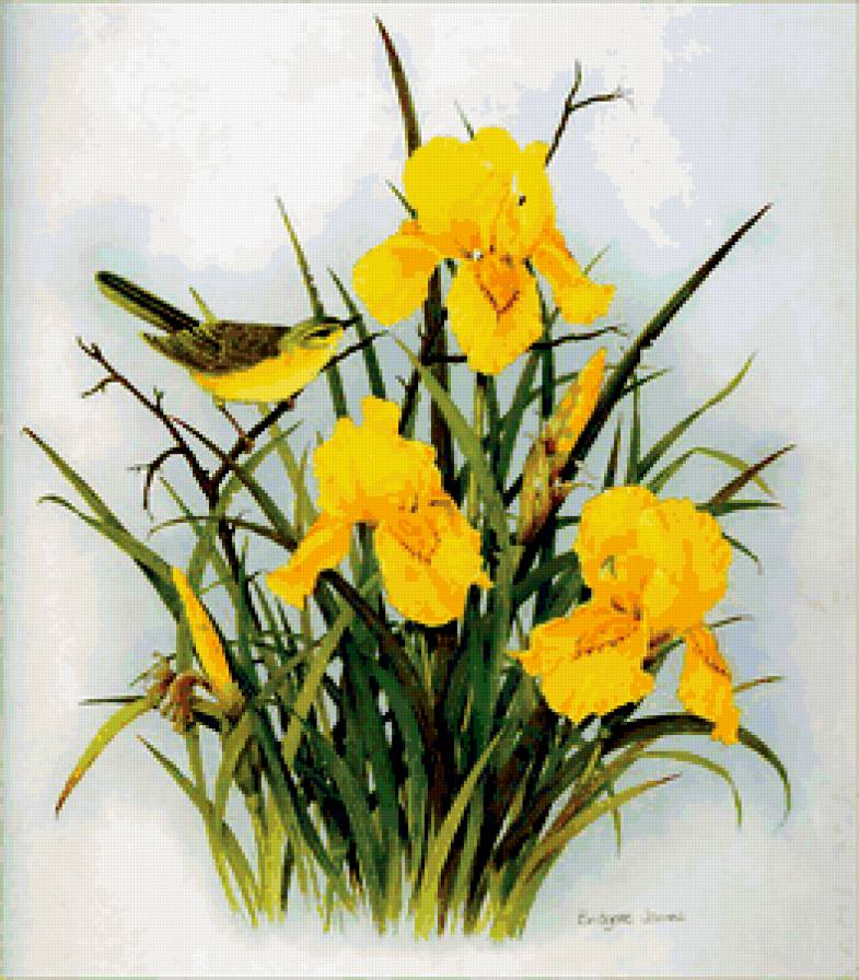 Жёлтые ирисы - птица, цветы, ирис - предпросмотр