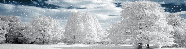 Зима - снег, деревья, природа, зима, пейзаж, картина - оригинал