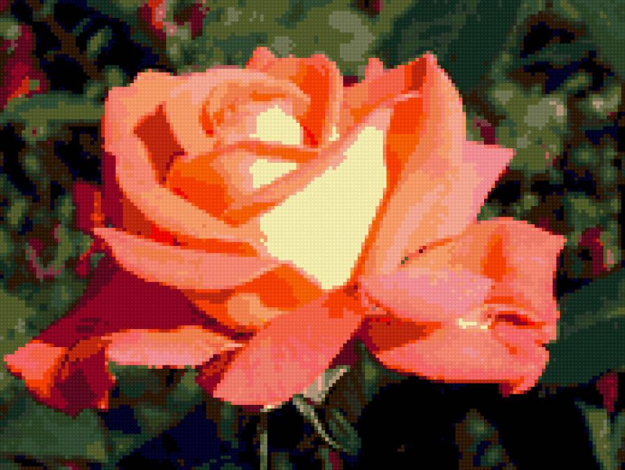 рыжая красица - роза, цветы - предпросмотр