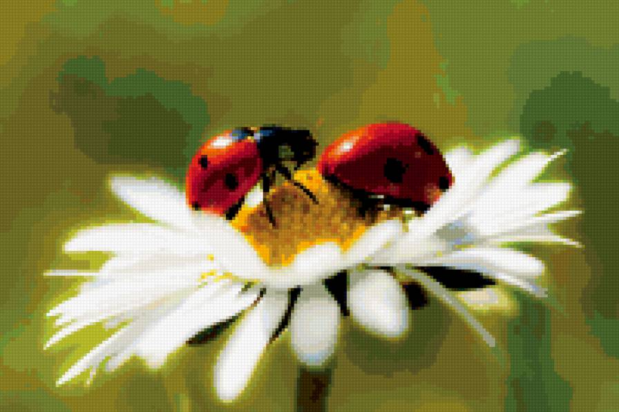 божья коровка - предпросмотр