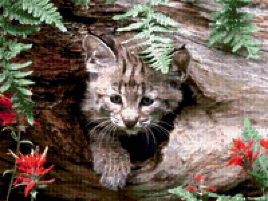 Лесной кот - животные, кот - предпросмотр