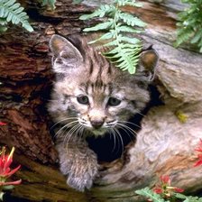 Схема вышивки «Лесной кот»