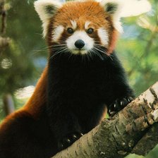 Красная древесная панда