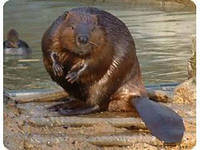 бобрик1 - оригинал