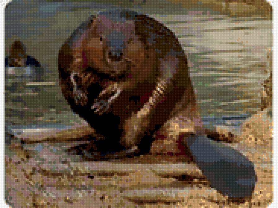 бобрик1 - предпросмотр