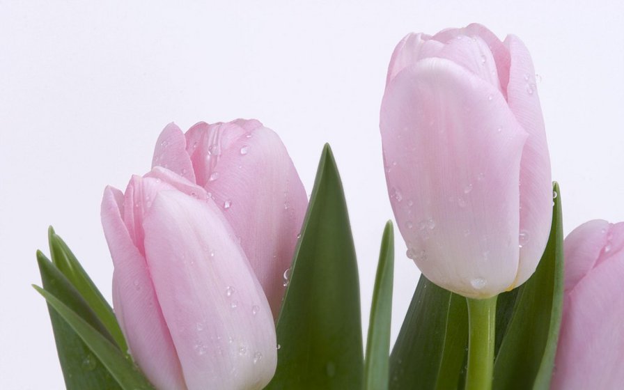 Розовые тюльпаны - цветы, тюльпаны - оригинал