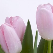 Оригинал схемы вышивки «Розовые тюльпаны» (№230419)