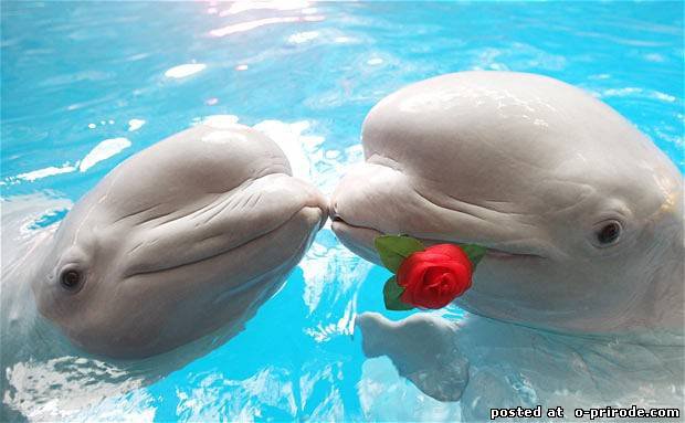 дельфины - море дельфины - оригинал