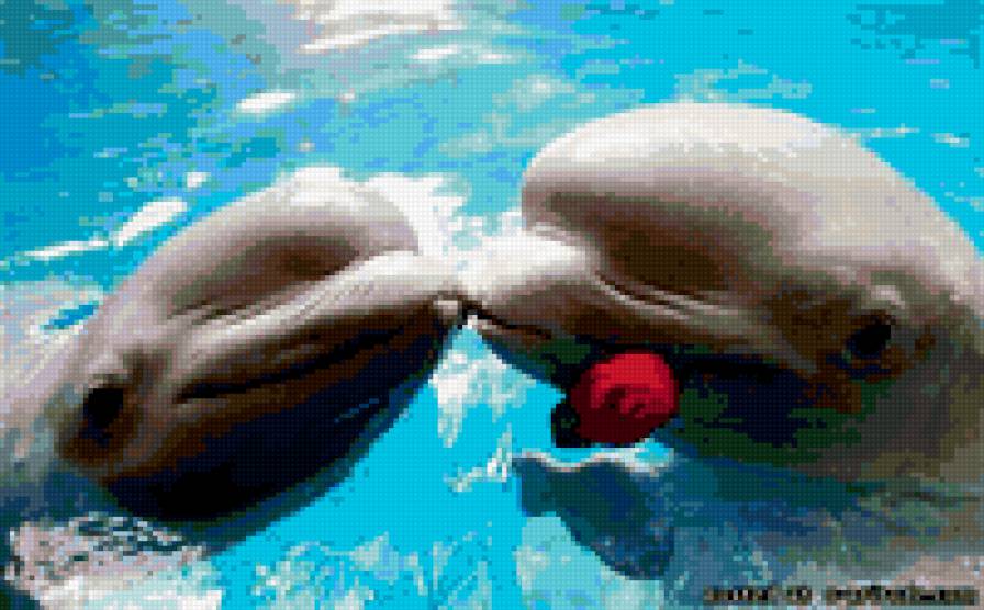 дельфины - море дельфины - предпросмотр