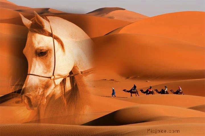 sivatag - оригинал