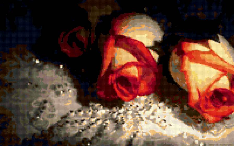 розы - розы цветы - предпросмотр