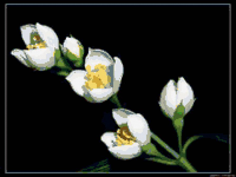 жасмин - цветы - предпросмотр