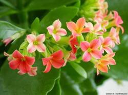 комнатные цветы - цветы - оригинал