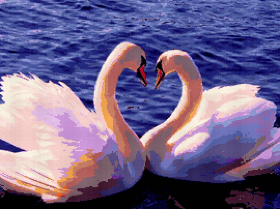 Лебеди - лебеди, птицы - предпросмотр