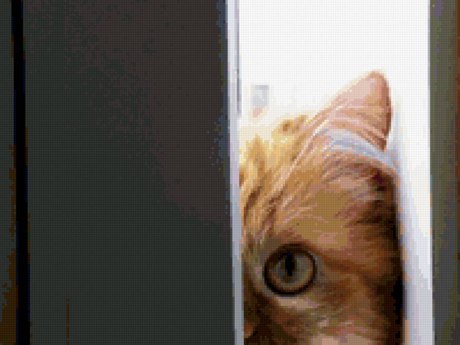 все вижу. - кошки, любимцы - предпросмотр