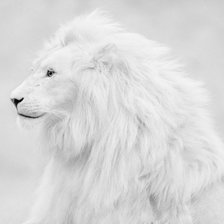 дикие кошки. белый лев