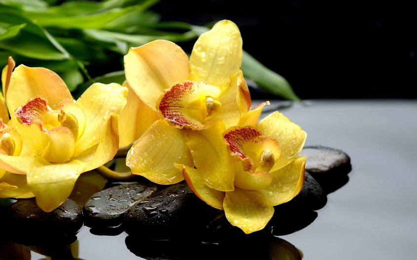 орхидеи - натюрморт, камни, япония, орхидеи, вода - оригинал