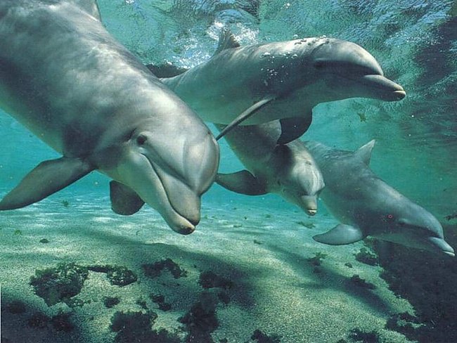 Дельфины - животные, море, дельфины - оригинал