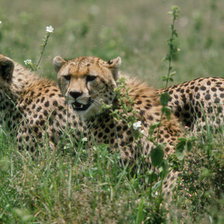 Схема вышивки «animals4»